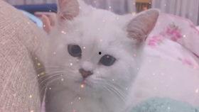 娱乐吃瓜酱可爱小鱼,可爱小鱼带你畅游娱乐圈